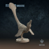 Velociraptor mongoliensis : Mating Display image