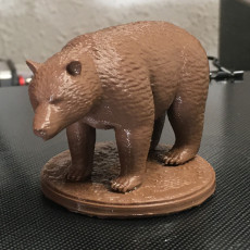 Picture of print of Bear - Animal
