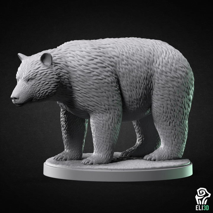 Bear - Animal's Cover