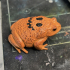 Toad - Animal print image