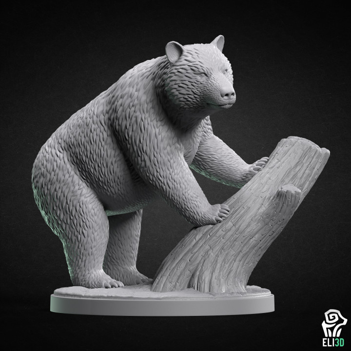 Bear on Tree - Animal's Cover