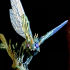 Dragonfly | PRESUPPORTED | The Fae Petal Courts print image