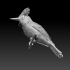 Amazonian royal flycatcher image