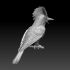 Amazonian royal flycatcher image