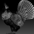 capercaillie image