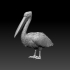 pelican image