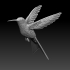 colibri humming bird image