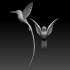 colibri humming bird image