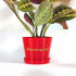 "Drama Queen" Plant Pot - With or Without Drainage and Saucer image