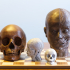 Head Ecorche and accurate Skull anatomy image