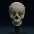 Head Ecorche and accurate Skull anatomy image