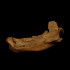 Jaw of a cave bear (5895) image