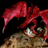 Legendary Chromatic Red Dragon print image
