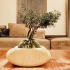 Bonsai Planter for Kokedama Art image