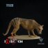 Thylacine : Thylacinus cynocephalus image