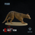 Thylacine : Walking image