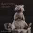 Racoon image