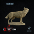 Sicilian wolf : Canis lupus cristaldii image