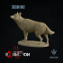 Sicilian wolf : Canis lupus cristaldii image
