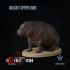 Malagasy hippopotamus : Baby Hippo image