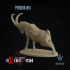Pyrenean ibex : Display image