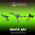 Manta Ray image