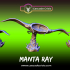 Manta Ray image