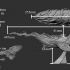 Drift Whale Dirigible (40cm long) image