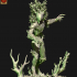 Wood elf treeman image