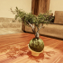 Bonsai Circular Planter image