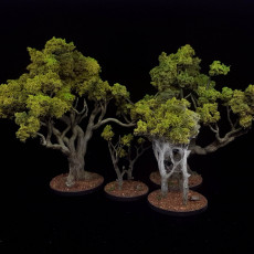 Picture of print of Dark Oak Forest