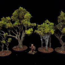 Picture of print of Dark Oak Forest