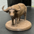 Buffalo - Animal print image