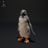 Gentoo Penguin image