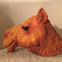 Camel Head image