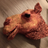 Camel Head image