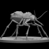 Giant Ants image