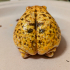 Desert Rain Frog, 1:1 Scale print image