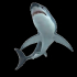 Shark image