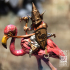 Gnome Death Dealer Flamingo Warrior image