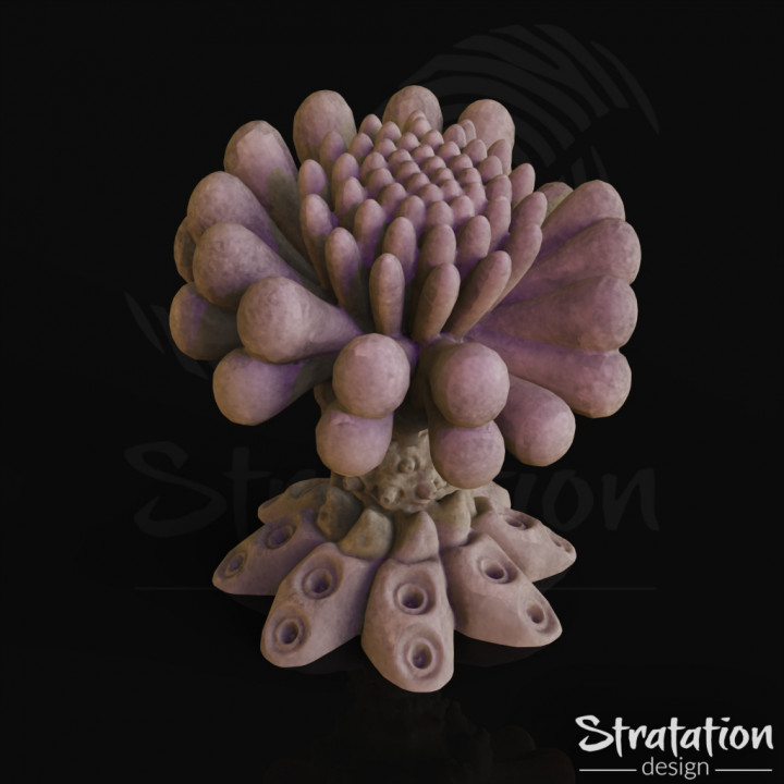 Anemone Mushroom's Cover