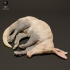 Aardvark Sleep image