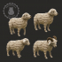 Sheep Family image