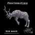 Elk Male - 004-2-021 image