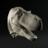 Tyrannosaurus mount/head image