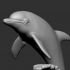 dolphine image