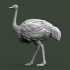 ostrich image