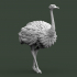 ostrich image