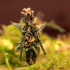 Toothfairy Mouse - 28mm Tabletop Miniatures + DnD stats image