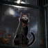 Your kitty tonight image